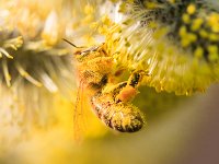 PE1D8217 : Biene, Blüte, Dachauer Moos, Frühling, Moos, Palmkätzchen, Weidebusch, _JAHRESZEIT, _LANDSCHAFTSFORMEN